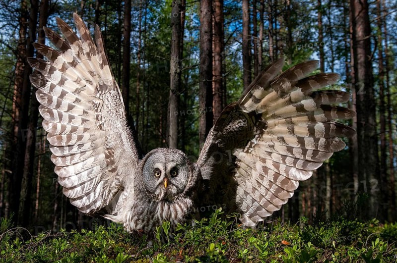 Bearded owl, Finland, Great Grey Owl, Strix nebulosa, birds, owls, female, flying, flight, owls, strigiformes, birds, female