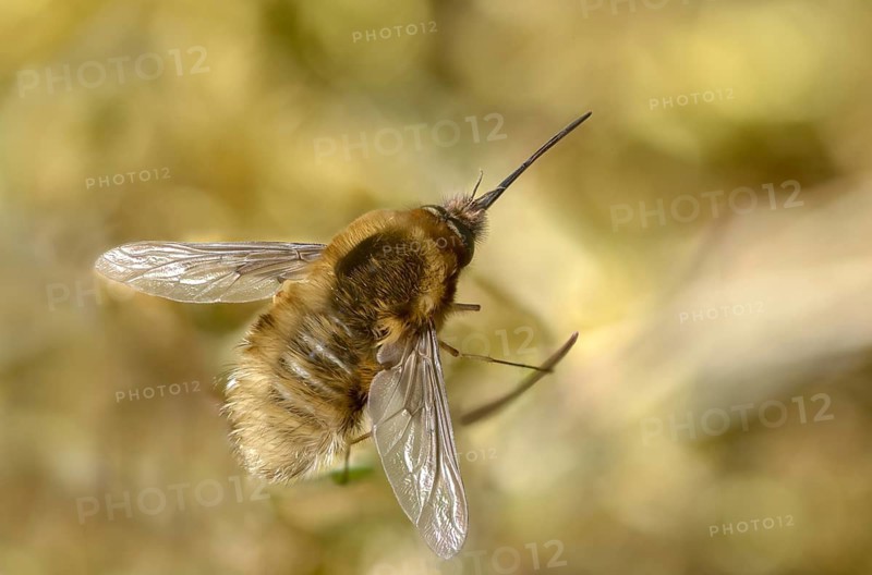 Bombyliidae, Bombylius venosus, common weaver, black-bristled woolswear, diptera, insects, two-winged