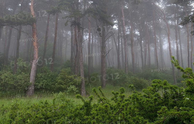 Sweden, Atmosphere, Countries, Haze, Landscape, Countries, Fog, Travel, Mood, Sweden, Travels, Öland