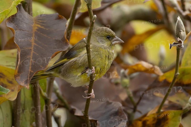 European greenfinch (Chloris chloris) adult garden bird in a magnolia tree with autumn colour leaves, England, United Kingdom