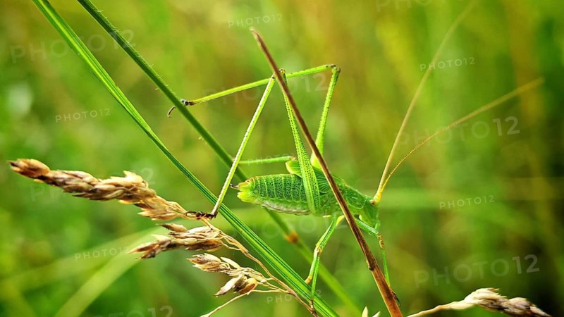 Close-up: The grasshopper, the speckled bush-cricket (Leptophyes punctatissima), resting on a slender green plant against a green bokeh background, summer in Kronach, Frankenwald nature park Park, Upper Franconia