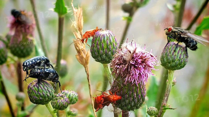 Biodiversity, close-up shots of various insects, the mourning rose chafer (Oxythyrea funesta) and the Common red soldier beetle (Rhagonycha fulva) mating, flesh flies (Sarcophagidae) on thorny plants in a rural setting in soft light, Rennsteig, Thuringian Slate Mountains nature park Park, Upper Saale