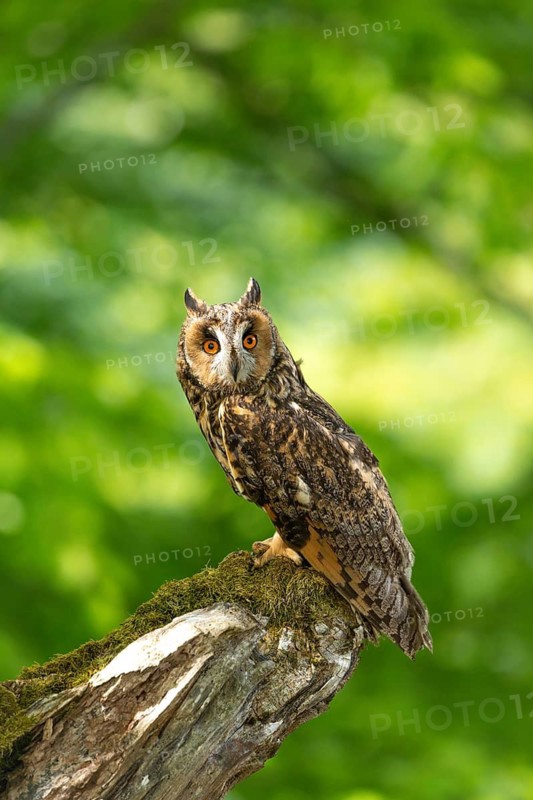 Owl perched on a moss-covered branch against a green background, long-eared owl (Asio otus), adult, on the lookout, perched, observing, in spring, alert, Bohemian Forest, Czech Republic