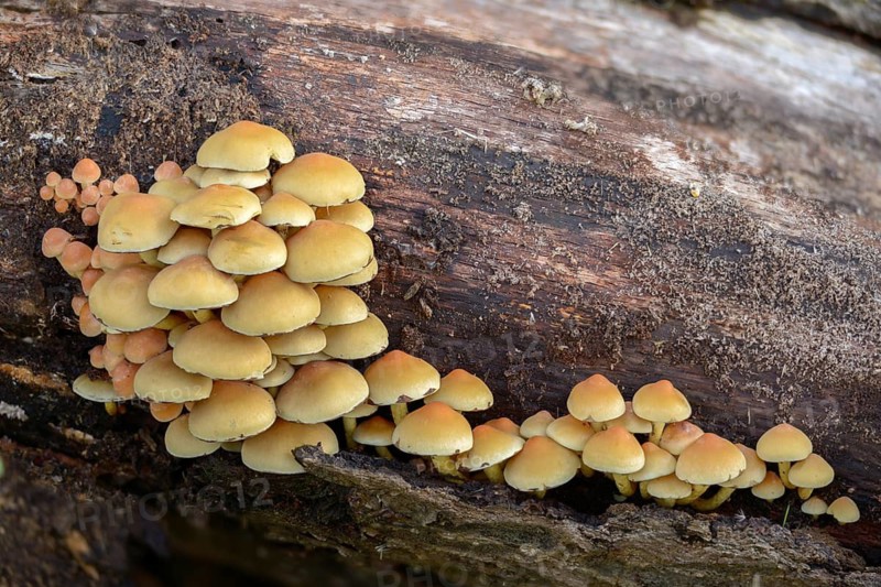 Brown-gilled woodlover, grey-leaved sulfur head, honeyhead, hypholoma capnoides, mild sulfur head, smoky-leafed sulfur head, smoky-gilled woodlover, fungi, mushrooms