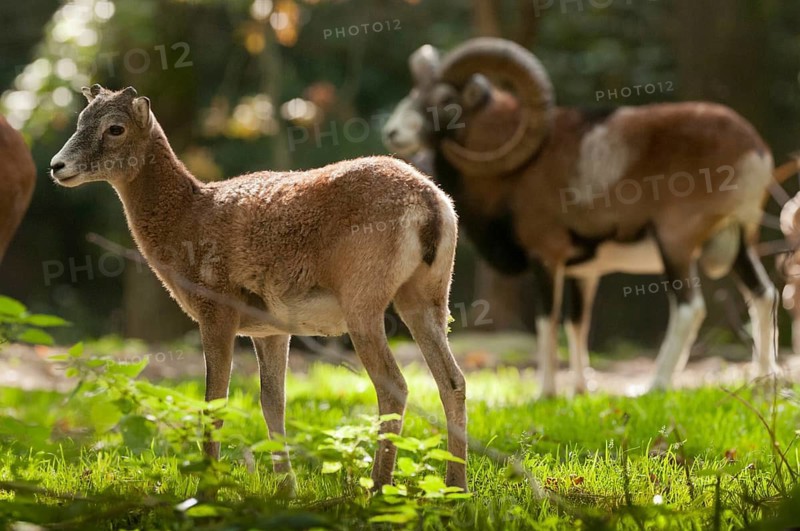 Artiodactyla, even-toed ungulate, mouflon, mouflon, mouflon, ovis gmelini musimon, cloven-hoofed, mammals, sheep, mammals, rams, game