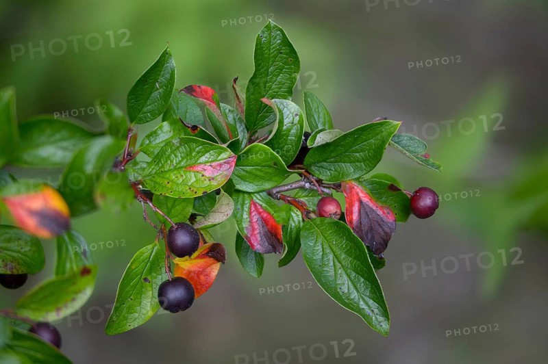 Cotoneaster acutifolius var lucidus, shiny cotoneaster, hedge cotoneaster, Peking cotoneaster, shiny cotoneaster, cotoneaster, cotoneaster, flora, plants, plants