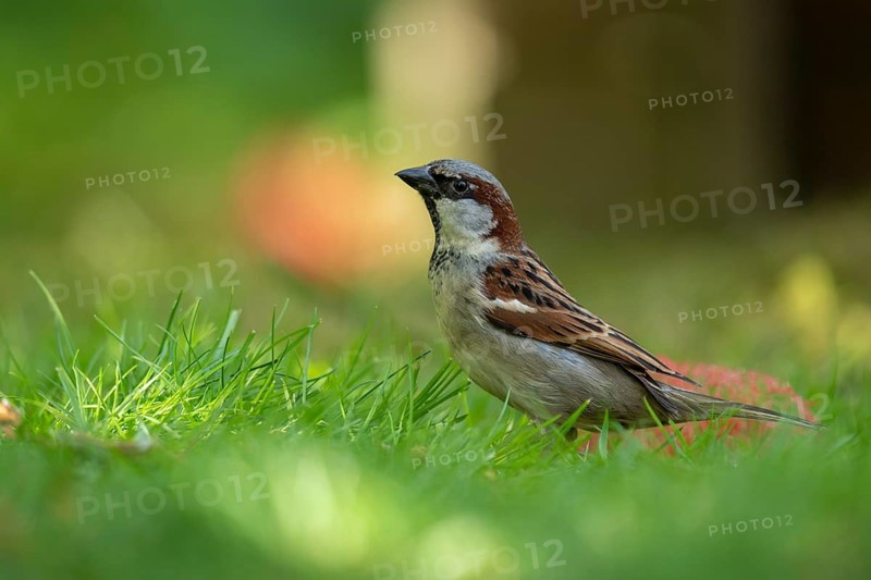 House Sparrow (Passer domesticus), Vechta, Lower Saxony, Germany