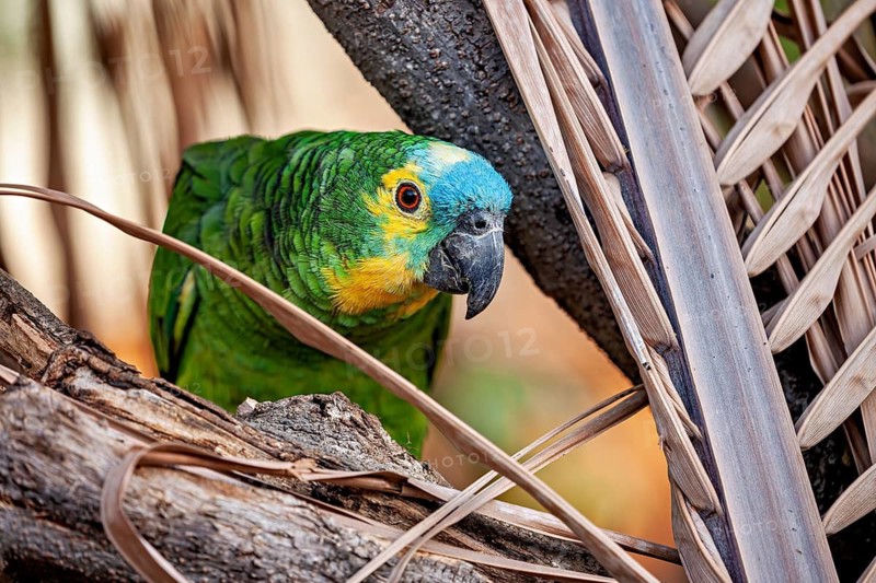 A green and yellow parrot with a blue head is perched amongst branches in a tropical setting: a blue-fronted Amazon in Pernambuco, Brazil (Amazona aestiva)