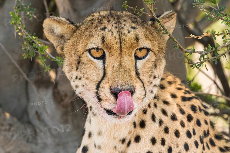 Female Cheetah licking her face, (Acinonyx jubatus), Mashatu Game Reserve, Botswana