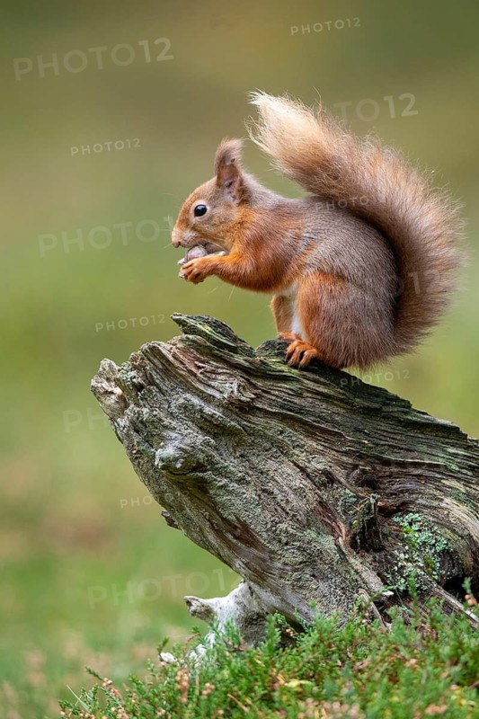 Squirrel (Sciurus vulgaris), Aviemore, Scotland, United Kingdom