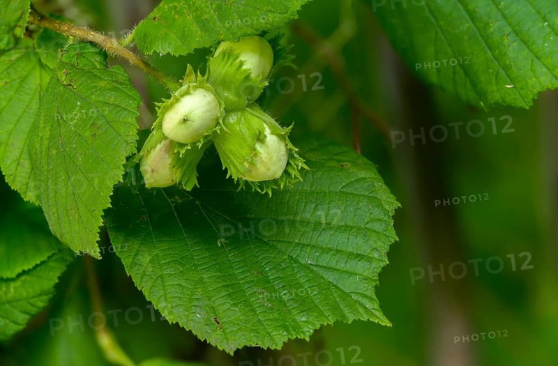 Betulaceae, birch family, corylus avellana, common hazel, hazel, hazel, hazel, common hazel, flora, plants, plants