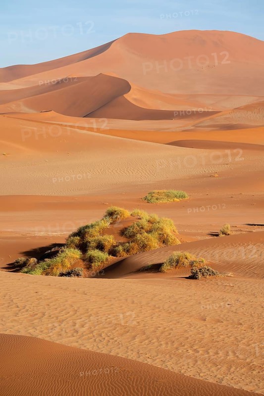 Barren vegetation between red-yellow Namib sand dunes, Namib Desert, Namib-Naukluft National Park, Namibia