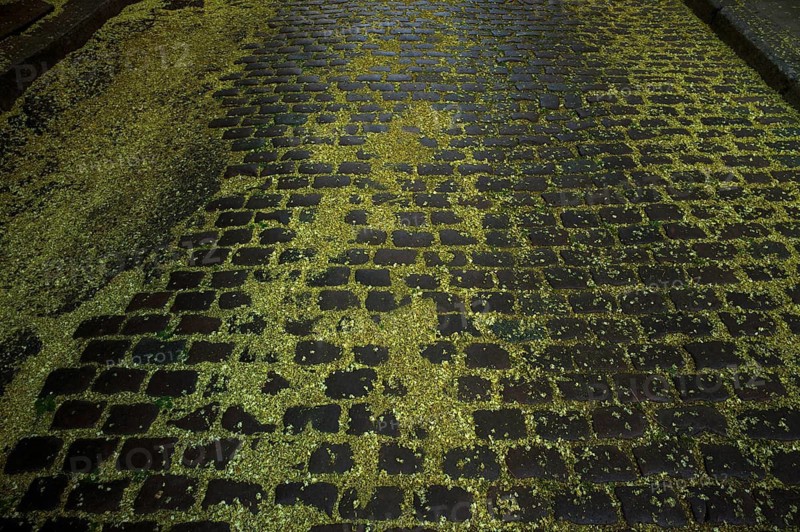 Cobblestones, street strewn with blossoms, pollen, the Japanese string tree, also honey tree, pearl string tree, pagoda tree, rosary tree. Stuttgart, Baden-Württemberg, Germany