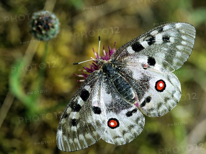 Apollo butterfly, Parnassius Apollo, Slovenia, Triglav National Park, prey, butterfly, capture, FFH, insects, Leo, national park, victim, butterfly, butterflies, Triglav