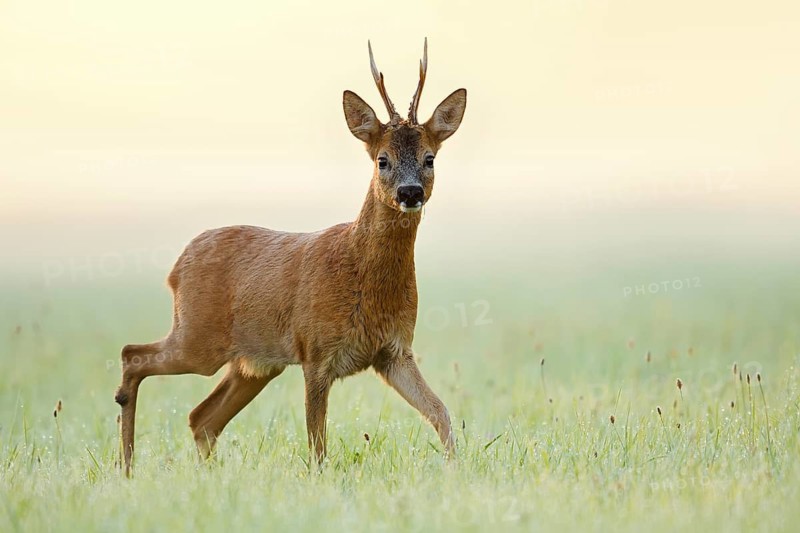 European roe deer (Capreolus capreolus), a roebuck standing in a meadow, North Rhine-Westphalia, Germany