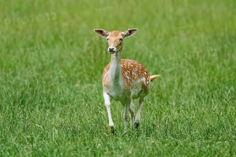 A fallow deer in the middle of a green meadow, surrounded by tranquil nature, fallow deer (Dama dama), Hesse, Germany