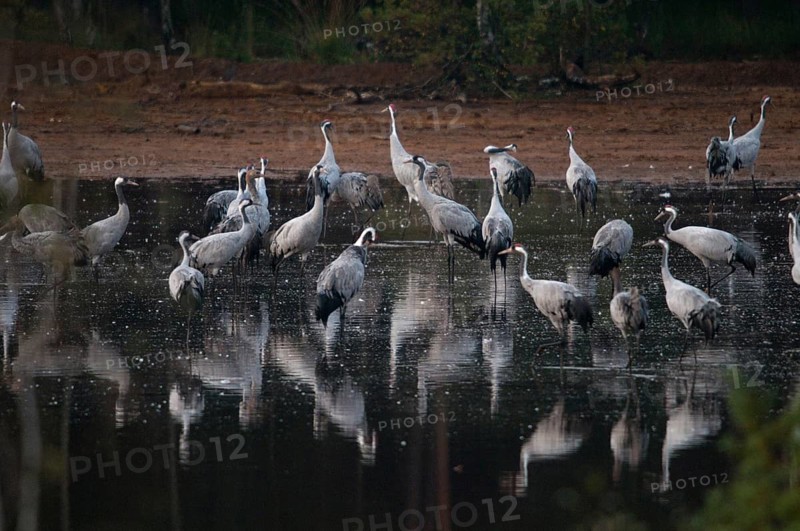 2010, Brandenburg, Crane, Germany, Grus Grus, Crane, Nabu, national natural heritage, natural paradise Grünhaus, post-mining landscape, birds, Gruidae, Gruiformes, green house, crane birds, sleeping place, stilt birds, birds