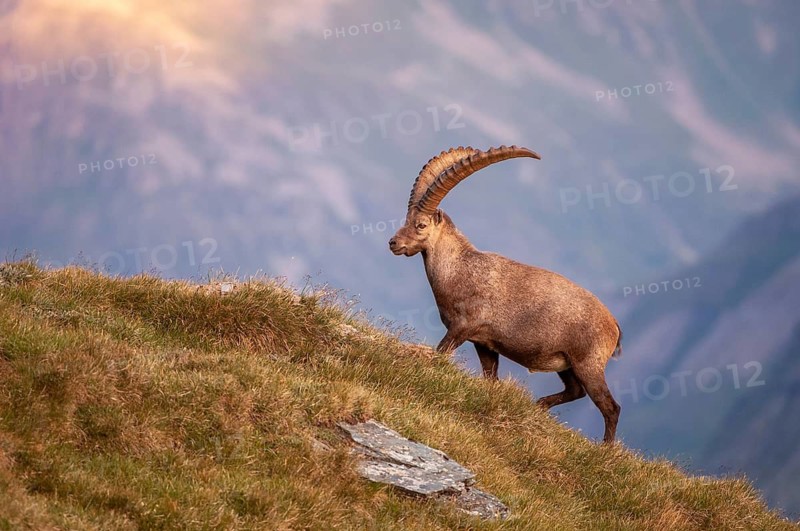 Alpine ibex (Capra ibex), Heiligenblut am Großglockner, Carinthia, Austria