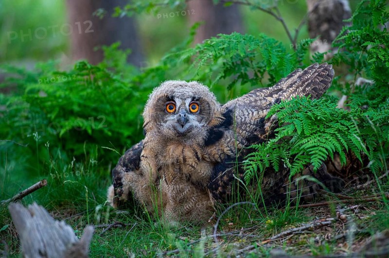Young eagle owl (Bubo bubo), Oldenburg Münsterland, Vechta, Lower Saxony, Germany
