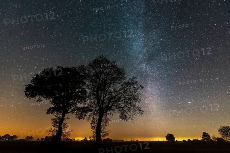 Trees with starry sky and Milky Way, stars, Vechta, Lower Saxony, Germany