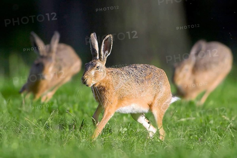 Animals, mammals, three, hares in meadow, Lepus europaeus