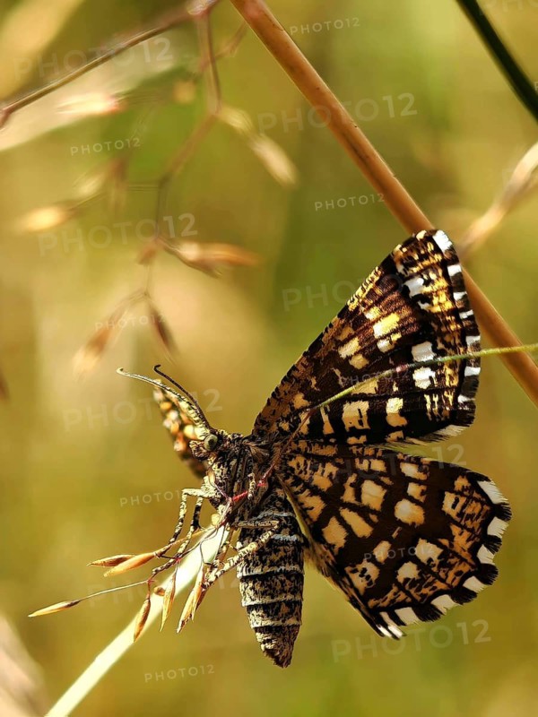 Close-up of a butterfly, the clover geometer (Chiasmia clathrata), with a striking wing pattern, perched on a blade of grass in the sunlight, Steinbach am Wald, Rennsteig, Frankenwald nature park Park, Upper Franconia