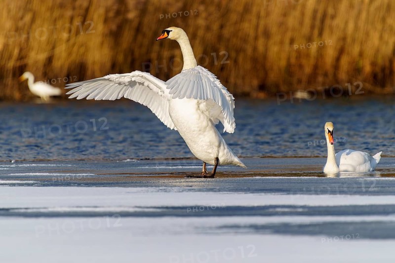 Mute swan (Cygnus olor), wildlife, Germany, two swans, one with outstretched wings, on a frozen patch of water
