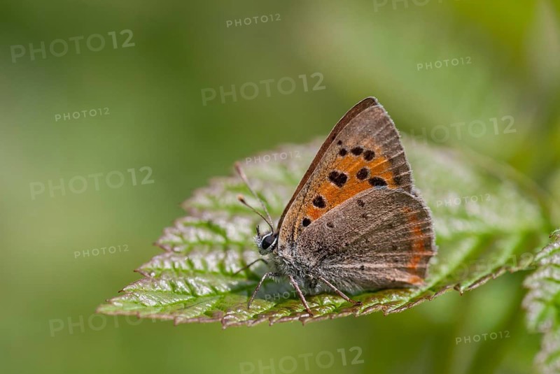 Moth, small moth, Lycaena phlaeas, small copper, butterfly, insects, butterfly, butterflies