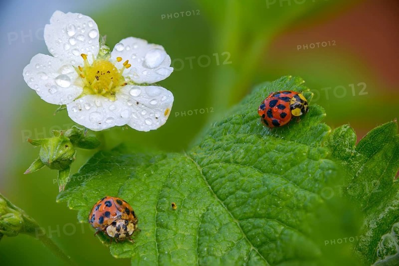 Asian ladybeetle, Asian ladybug, coccinellidae, coccinellinae, harlequin ladybug, harmonia axyridis, ladybug, beetle, coleoptera, harlequin, insects, beetles, multicolored Asian