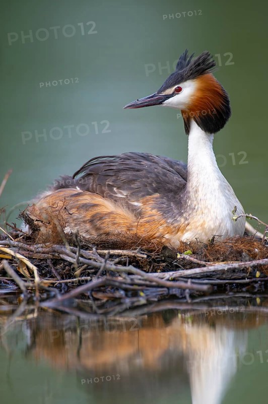 Great Crested Grebe (Podiceps cristatus) at its nest, Oldenburg Münsterland, Lower Saxony, Germany