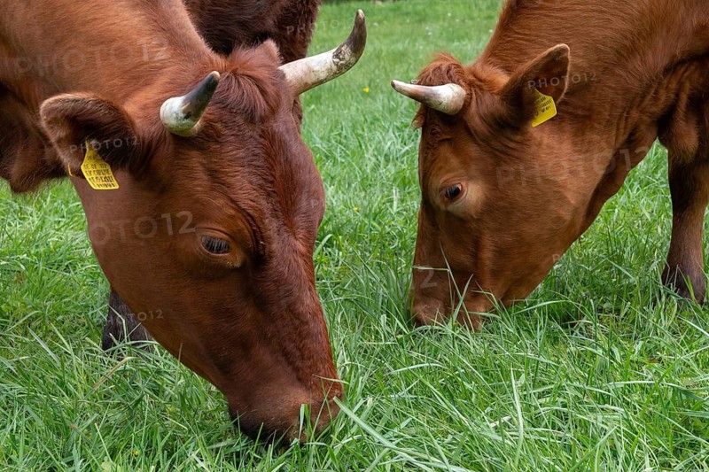 Artiodactyla, Bavaria, Bos Taurus sspec.5, cattle, even-toed ungulate, Höhenvieh, Upper Palatinate, cloven-hoofed, Rotes Höhenvieh, Tirschenreuth, Waldnaab, Waldnaabaue, wild willows Waldnaabaue, domesticated animals, extensive grazing, pet, mammals, cattle, mammals