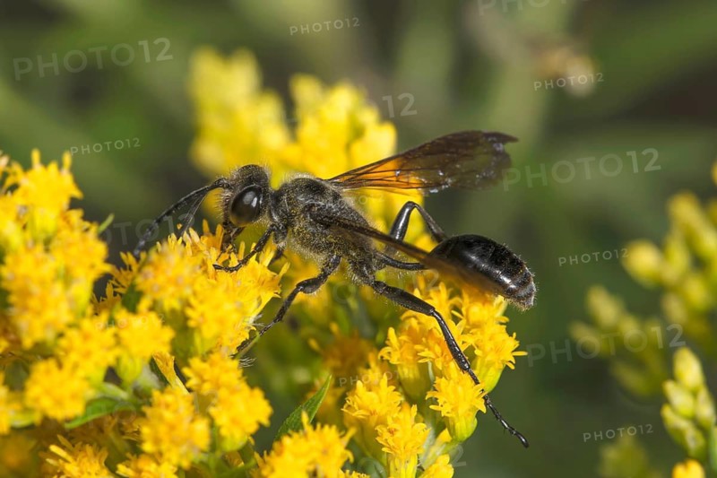A steel-blue Isodontia mexicana with a long body perches on a yellow flower of Solidago canadensis against a soft background, Baden-Württemberg, Germany