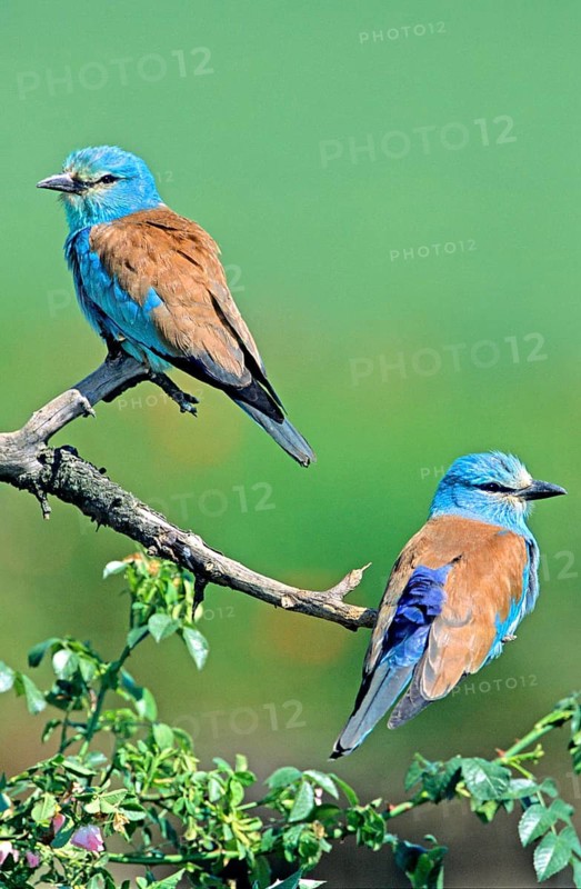 Two European rollers on a perch, pair, European roller, animals, birds, (Coracias garrulus)