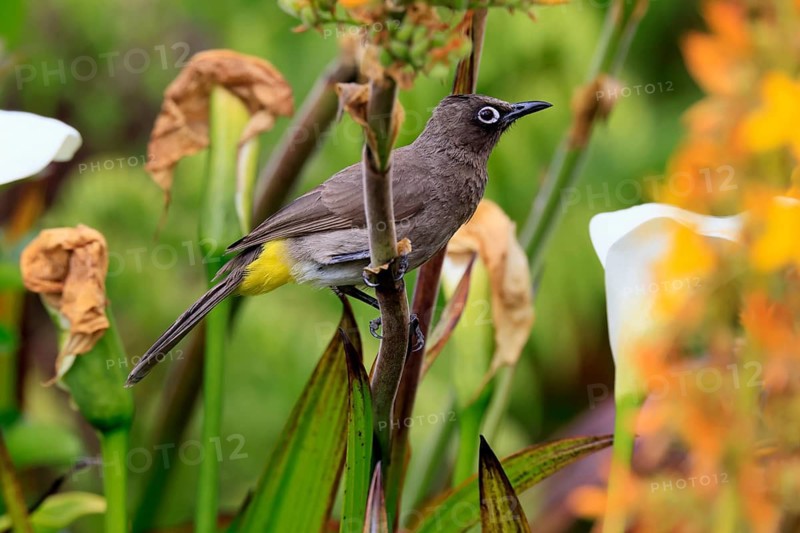 Cape bulbul (Pycnonotus capensis), adult, perched, alert, Kirstenbosch Botanical Garden, Cape Town, Western Cape, South Africa
