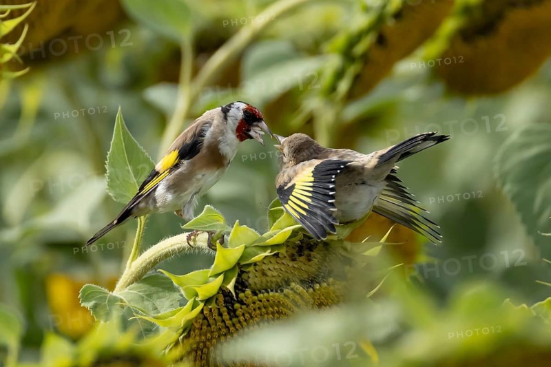 European goldfinch (Carduelis carduelis) adult parent garden bird feeding its juvenile baby bird on sunflower plant seeds in summer, England, United Kingdom