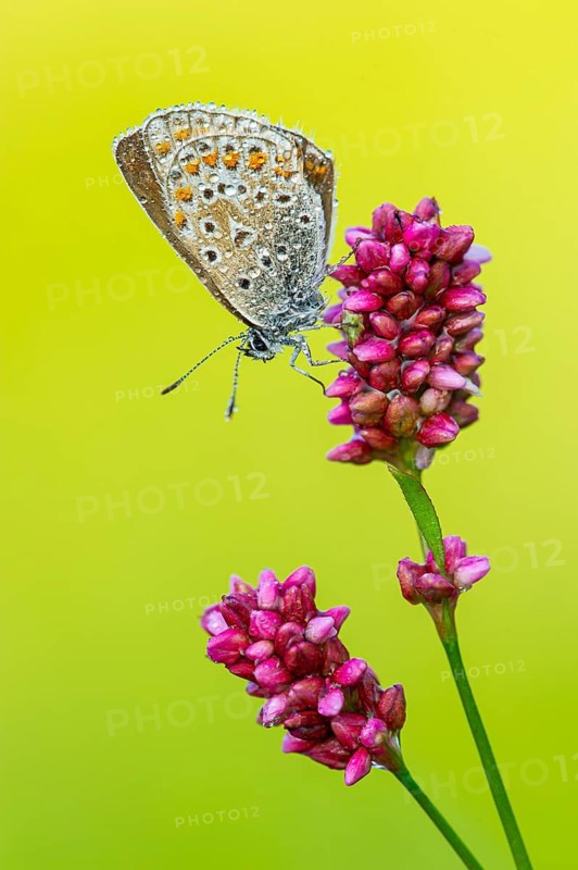 Common Blue (Polyommatus icarus), Goldenstedt, Lower Saxony, Germany