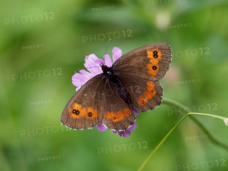 A brown butterfly with an orange speckled pattern, the Round-eyed Brown (Erebia medusa), perched on a purple flower, Goms, Canton of Valais, Switzerland