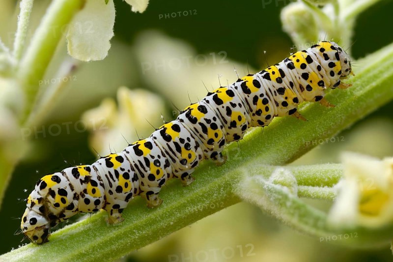 Cucullia lychnitis, grey-pollinated woolly monk, Shargacucullia lychnitis, later mullein monk, striped lychnis, inchworm, insects, moths, moths, moths, caterpillar, butterflies