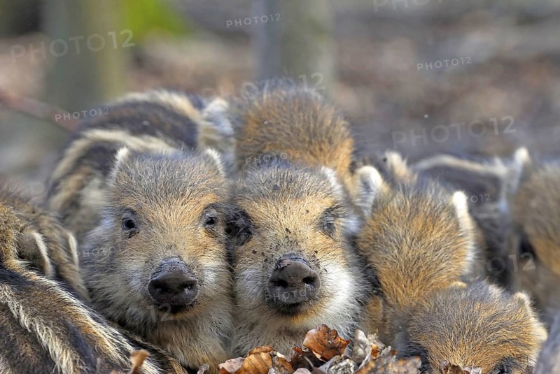 Wild boar, piglets lie together in oak leaves