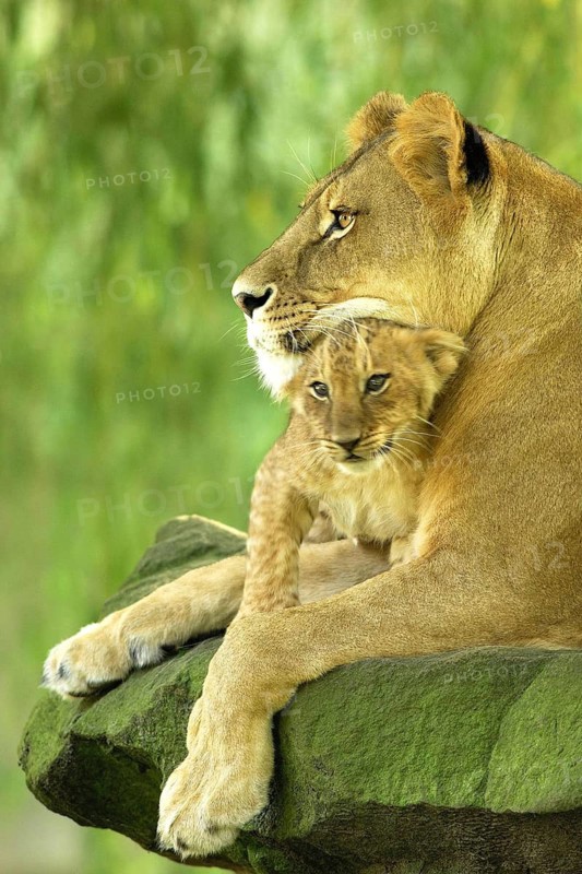 Lioness with young, Namibia