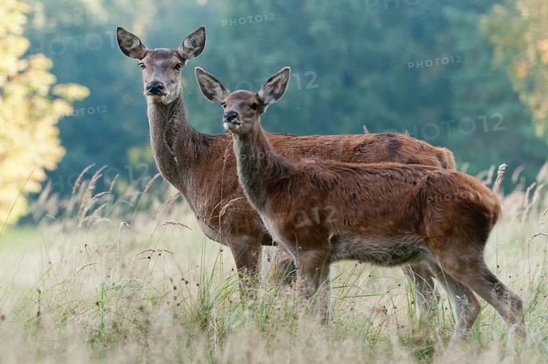 Artiodactyla, Cervus Elaphus, even-toed ungulate, cloven-hoofed, red deer, red deer, adult animal, deer, calf, mammals, mammals