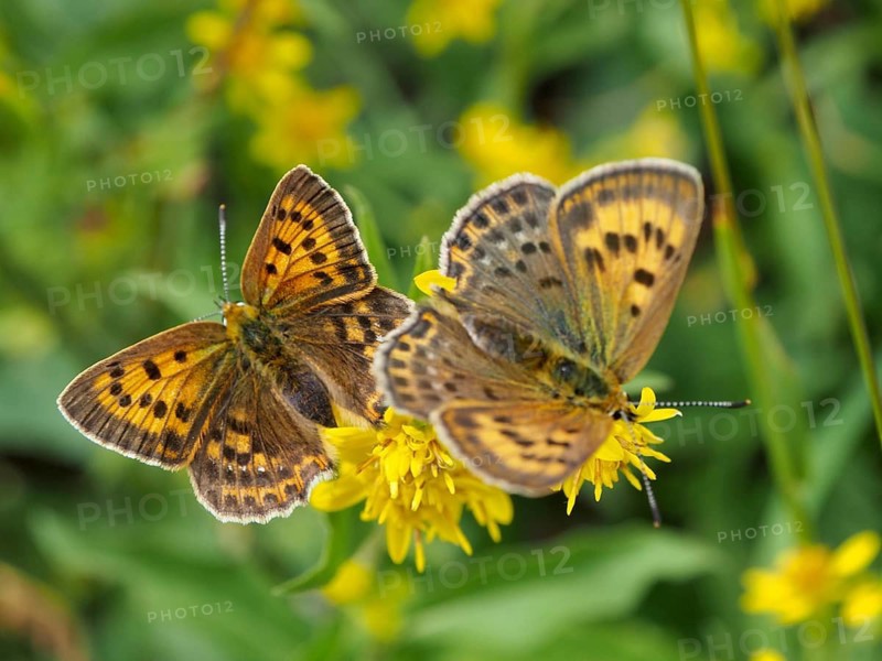 Two butterflies with patterned wings, a female Duke of Burgundy (Lycaena virgaureae), on yellow flowers in a garden, Goms, Canton of Valais, Switzerland
