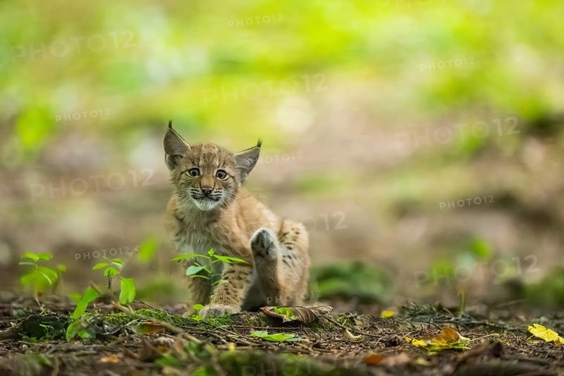 Eurasian lynx (Lynx lynx) youngsters (cub) sitting in a forest, Bavaria, Germany