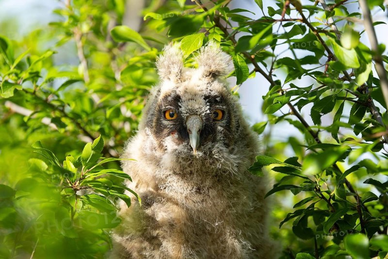 An owl chick with big eyes peeks out from among the green leaves, a long-eared owl (Asio otus), a young bird sits hidden in a tree, Ästlinge, Mecklenburg-Western Pomerania, Rügen, Germany