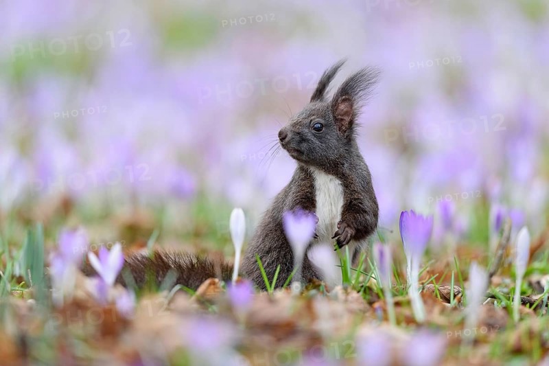 A dark brown squirrel sitting in a field with spring crocuses, flowers, plants, animals, mammals (Sciurus vulgaris), Bavaria, Bavaria, Federal Republic of Germany