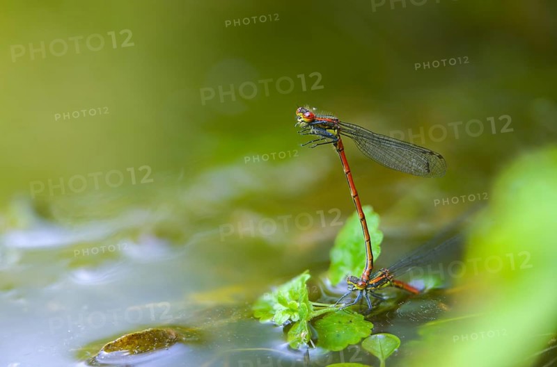 Early Adonis dragonfly, large red damselfly, Pyrrhosoma nymphula, damselflies, dragonflies, insects, copula, dragonflies, odonata, mating, zygoptera