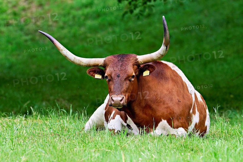 Texas longhorn cow sitting in a meadow, Meienberg, Aargau Canton, Switzerland