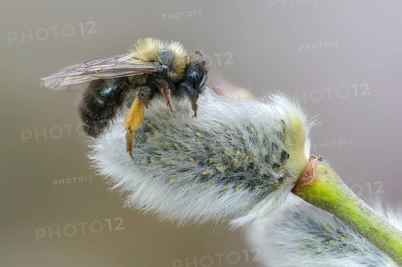 Andrena vaga, andrenidae, floodplain bee, grey-backed mining bee, hymenoptera, sand bee, willow sand bee, female, insects, insects, female