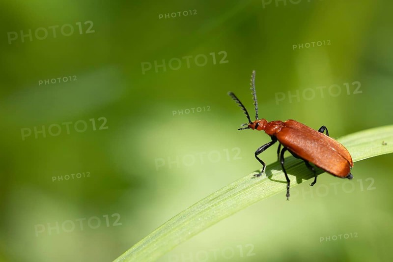 A brown beetle perched on a green leaf in a natural setting, a Common red soldier beetle (Rhagonycha fulva) on a withered leaf, Baden-Württemberg, Germany