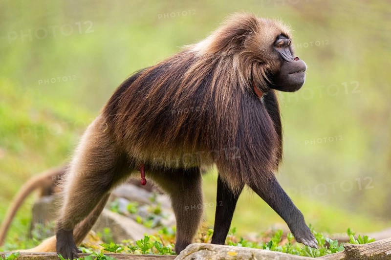 Gelada (Theropithecus gelada) male walking over a meadow, captive, distribution africa